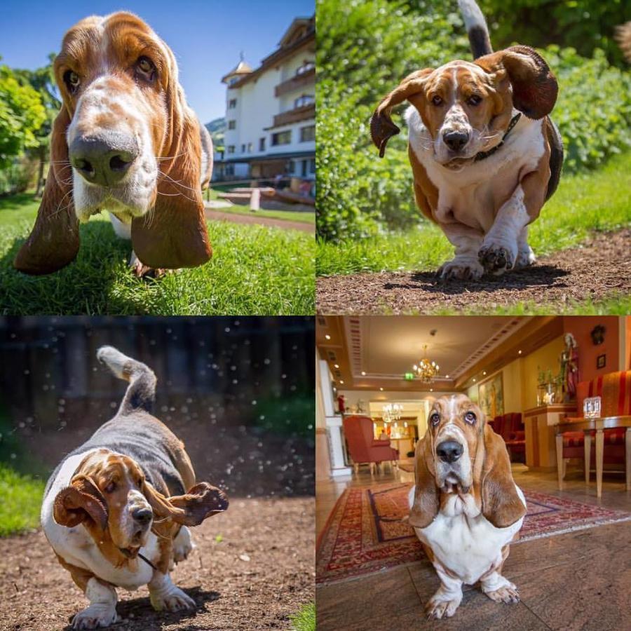 Hotel Magdalena Im Zillertal - Urlaub Mit Hund Ried im Zillertal Eksteriør bilde